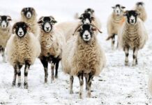 Народный праздник 28 февраля: как на Руси Онисима-овчара встречали