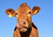 Почему мясо коровы и быка принято называть «говядиной»