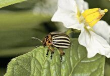 Можно ли защитить картофель от колорадского жука: мифы и реальность