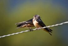 Зачем на Маврикиев день 7 марта крестьяне прятали в домах горсти земли