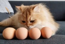 С какого возраста котенку можно давать яйцо?