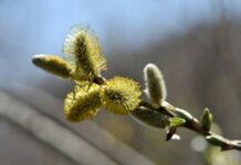 Какой сегодня, 1 апреля 2022, года праздник