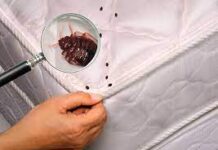 Как навсегда избавиться от клопов в квартире?