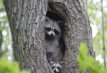 Удивительное о енотах