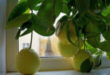 Что можно вырастить из косточки в домашних условиях?