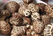 Грибы шиитаке: полезные и лечебные свойства