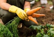 Как правильно собирать урожай моркови?