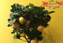 Как правильно ухаживать за мандариновым деревом в домашних условиях?