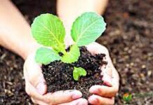 Где применяется биогумус