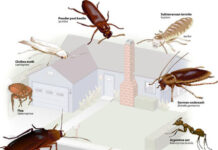 Как избавится от насекомых в квартире?