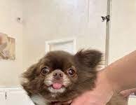 Стрижка собак профессиональными грумерами PUPSIKI GROOM