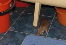 Что может помочь избавится от грызунов в доме