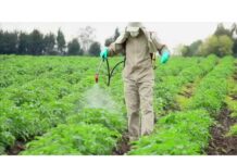 Гербициды: виды, применение и меры безопасности при использовании