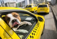 Как обеспечивается удобство питомцам в зоотакси