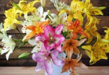 Что значит лилия на языке цветов: значение цветка в букете