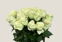 Букеты с сюрпризом: доставка уникальных подарков