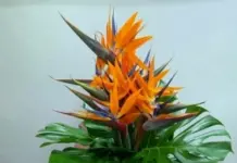 Премиум-букеты: искусство дарить изысканные цветы