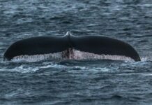 В Мурманской области могут разработать правила наблюдения за китами