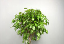 Как фикус Бенджамина преображает пространство: секреты стильного оформления