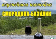 Смородиновая настойка с базиликом