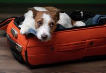 В Калининградской области появились отели Pet-friendly