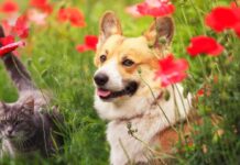 Тепловой удар у питомца: как распознать и спасти