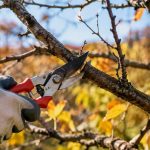 Почему старые деревья лучше удалить
