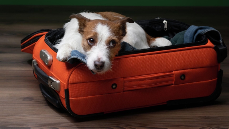 В Калининградской области появились отели Pet-friendly