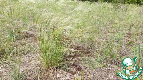 Запеченная кукуруза с фаршем индейки "Мексика"